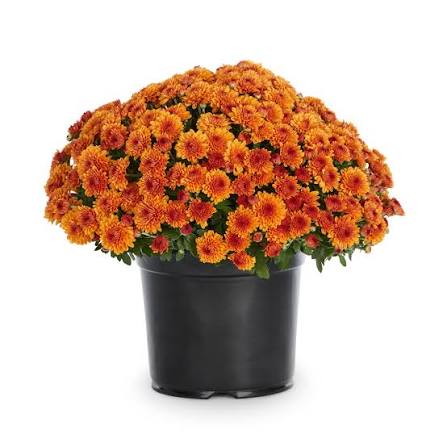 Harvest Orange Potted Mum