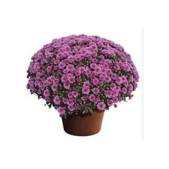 Royal Purple Potted Mum