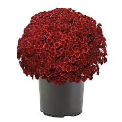 Deep Red Potted Mum