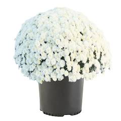 Crisp White Potted Mum