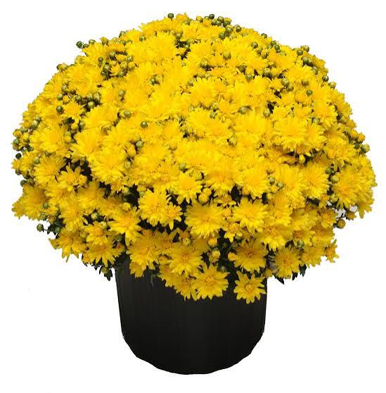 Golden Yellow Potted Mum